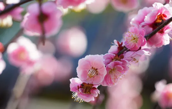 Light, flowers, blur, branch, spring, Sakura, pink, flowering