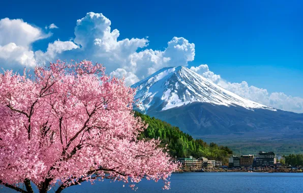 Picture cherry, spring, Japan, Sakura, Japan, flowering, mount Fuji, landscape