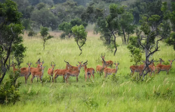 Trees, nature, a lot, the herd, antelope, antelope, artiodactyls