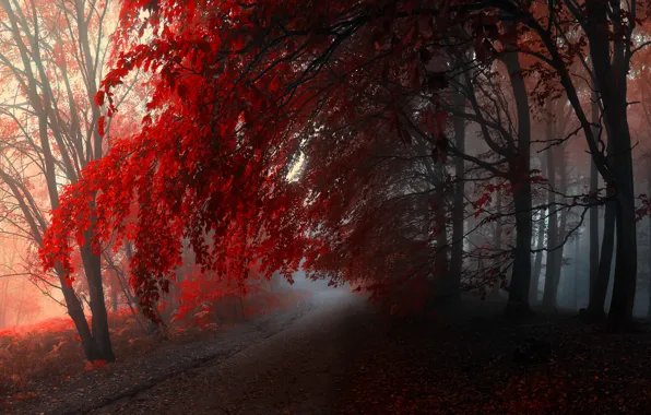 Autumn, forest, trees, fog, forest, path, Autumn