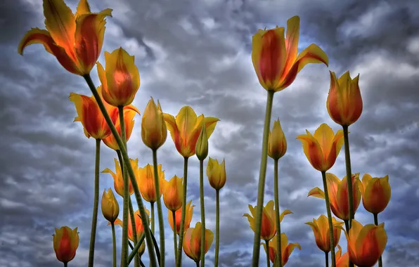 The sky, clouds, flowers, tulips