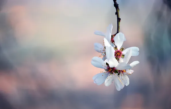Spring, petals, Sakura, flowering, branch