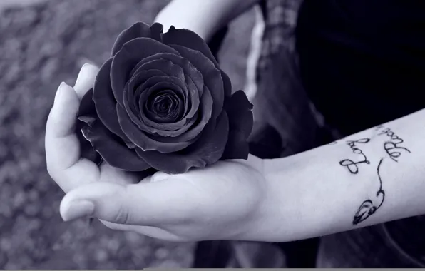 Woman, tattoo, hands, black rose