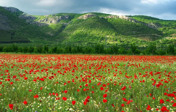 Field, chamomile, tulips, Bulgaria