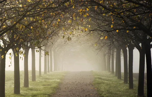 Road, autumn, trees, fog, alley