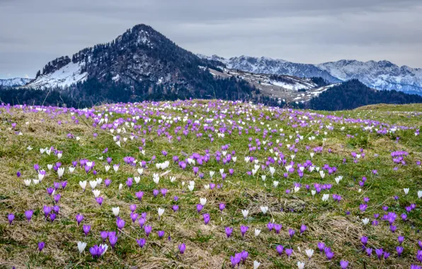 Picture mountains, Germany, Bayern, crocuses, Heuberg