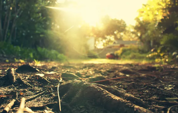 Wallpaper roots, summer, the sun, glare