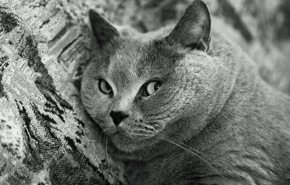 Picture black and white, Cat, muzzle, British Shorthair, breed