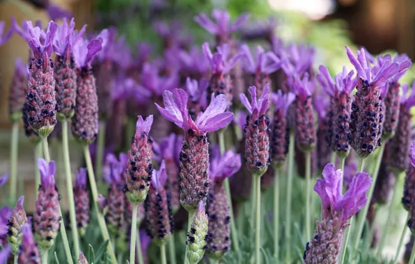 Picture field, macro, lavender