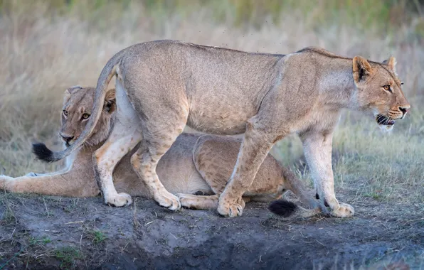 Nature, pose, two, pair, lioness, lioness, two lionesses