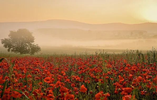 Field, summer, the sky, the sun, landscape, flowers, nature, fog