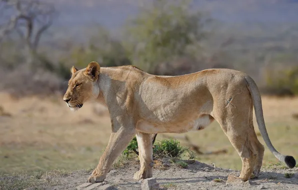 Picture nature, walk, lioness