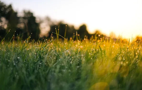 Green, summer, grass, sun, bokeh, dew