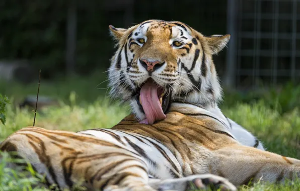 Picture language, cat, tiger, washing, ©Tambako The Jaguar