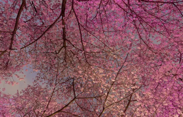Cherry, spring, Canada, Vancouver, flowering