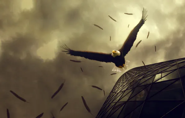 Bird, eagle, feathers, skyscraper