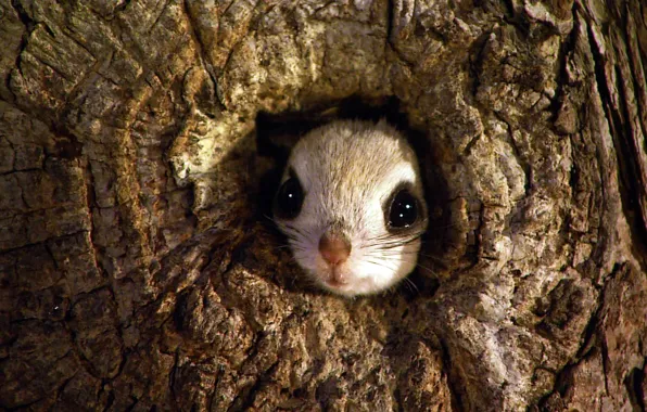 Picture tree, Japan, rodent, the hollow, Japanese flying squirrel, Rishiri-Rebun-Sarobetsu National Park