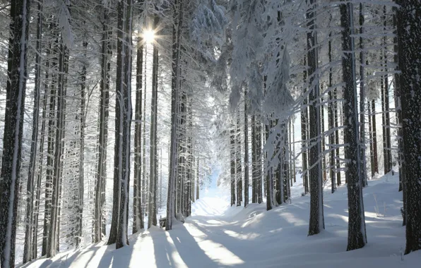 Winter, frost, forest, the sun, light, snow, trees, branch