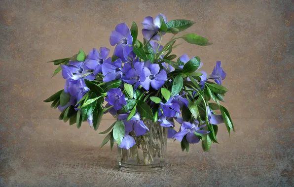 Flowers, nature, plants, still life, flora, periwinkle