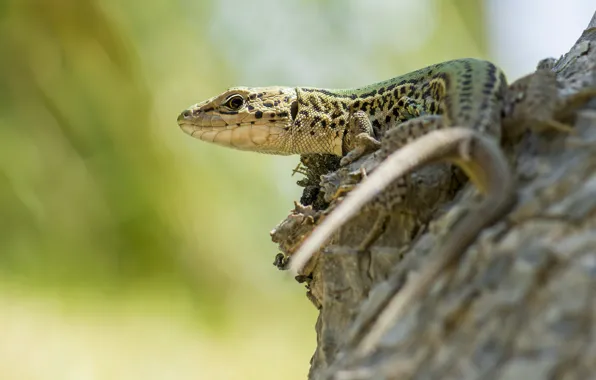 Picture background, stump, lizard, reptile