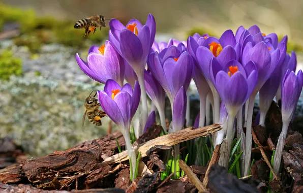 Flowers, insects, spring, bees, crocuses, lilac, chips