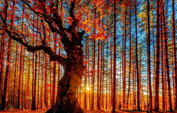 FOREST, The SUN, LIGHT, TREES, RAYS, AUTUMN, FOLIAGE, TRUNKS