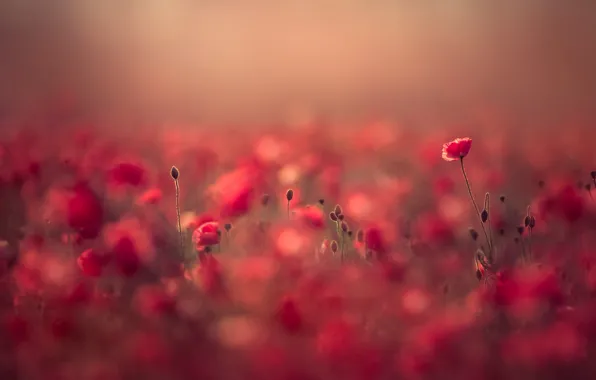 Picture field, summer, light, flowers, red, nature, glade, Mac