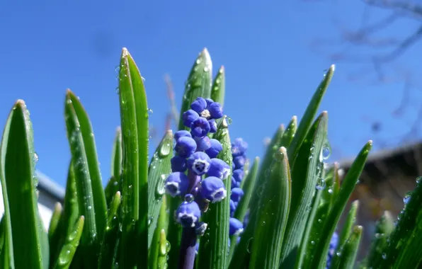 The sky, water, flowers, Wallpaper, Belarus