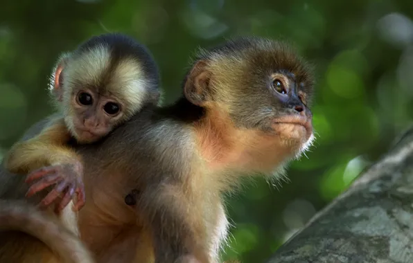 Monkey, Amazon, (film)