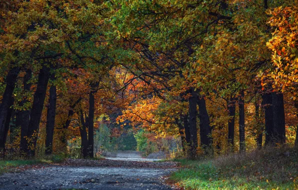 Picture autumn, Park, foliage, alley