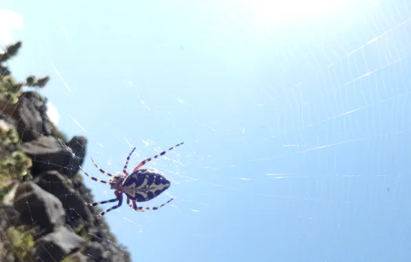 The sky, spider, spider, heaven