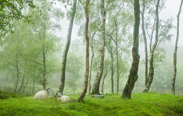 Greens, trees, fog, sheep, England, spring, village, sheep