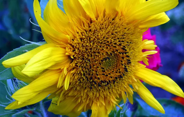Flower, sunflower, petals