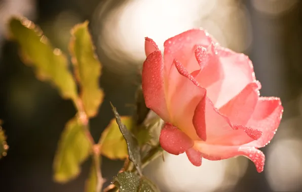 Flower, drops, Rosa, rose, petals, garden