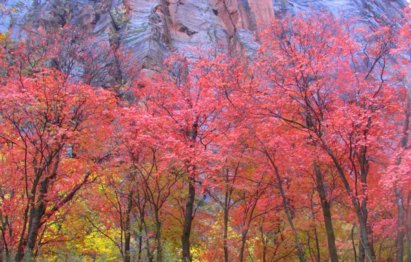 Autumn, leaves, trees, rock, mountain, Utah, USA, Zion National Park