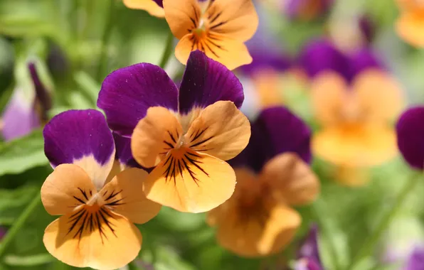 Picture flowers, Pansy, garden flowers