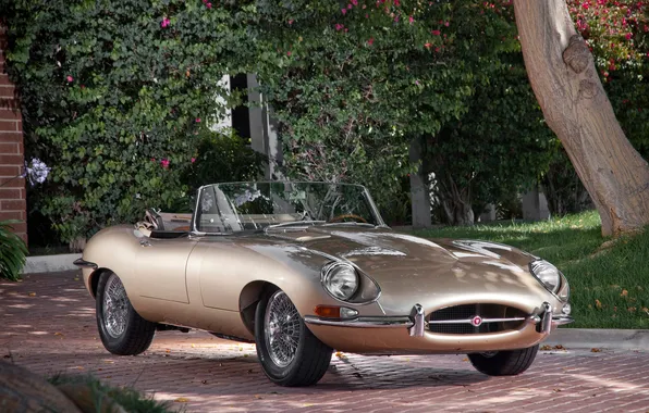 Tree, Jaguar, convertible, classic, jaguar, the front, beautiful car, e-type