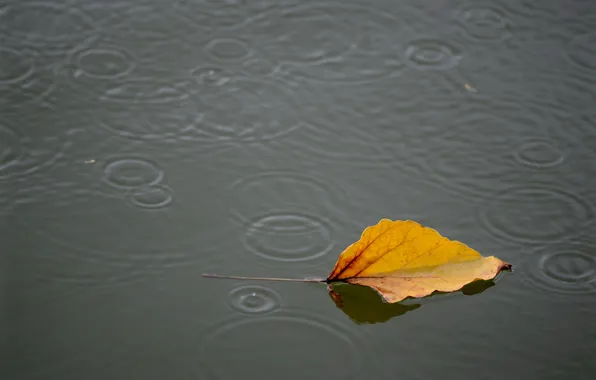 Leaves, water, nature