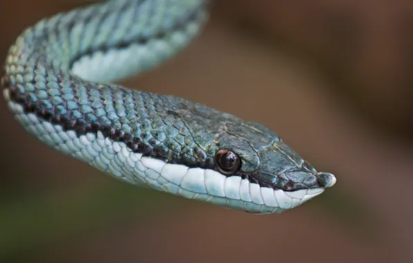 Picture eyes, snake, snake, eye, blue scales, blue Libra
