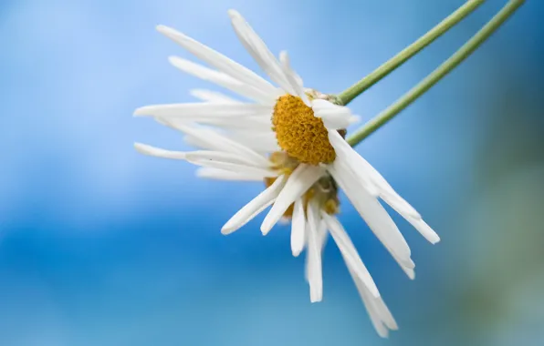 Flower, petals, Daisy, stem