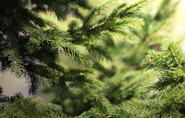 Needles, branches, background, spruce