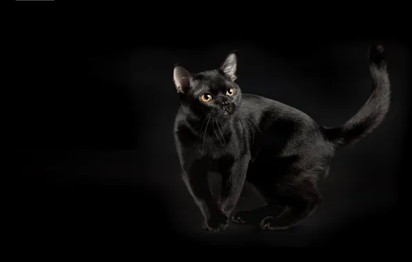 Picture cat, background, grace, Burma, the Burmese, black color