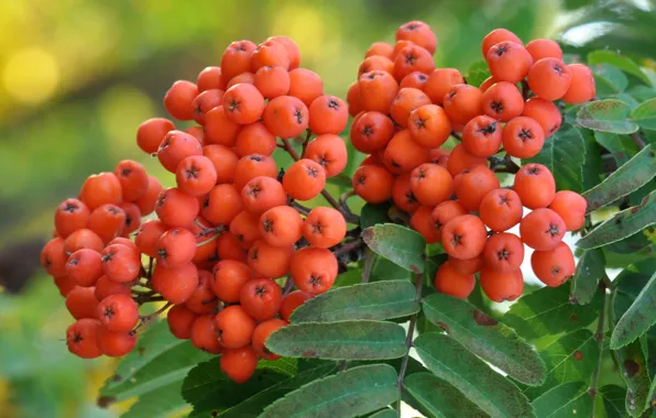 Picture autumn, leaves, berries, Rowan