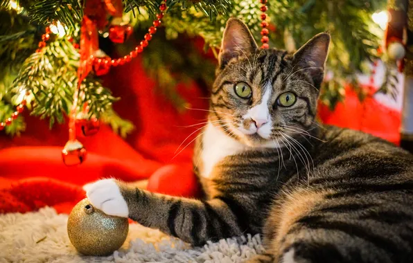 Cat, cat, look, branches, pose, grey, ball, Christmas