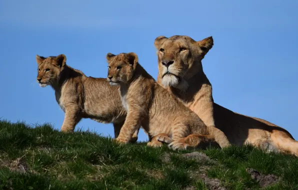 Nature, Lioness, Children, Mom