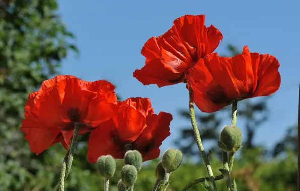 Macro, Maki, petals, buds