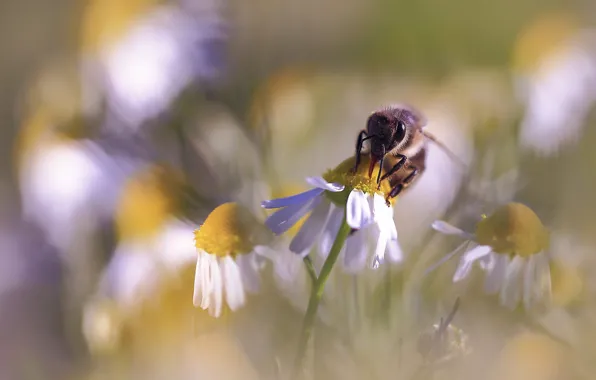 Macro, flowers, bee, chamomile, blur, spring, insect, white