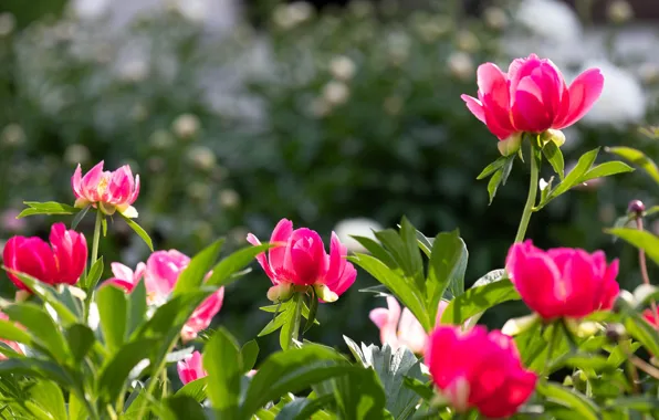 Summer, light, flowers, background, bright, garden, pink, buds