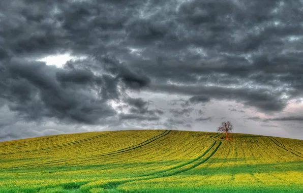 Picture field, clouds, nature, tree