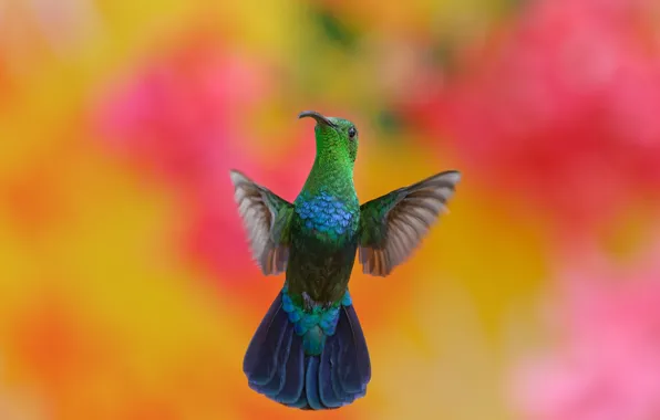 Flight, background, bird, Hummingbird